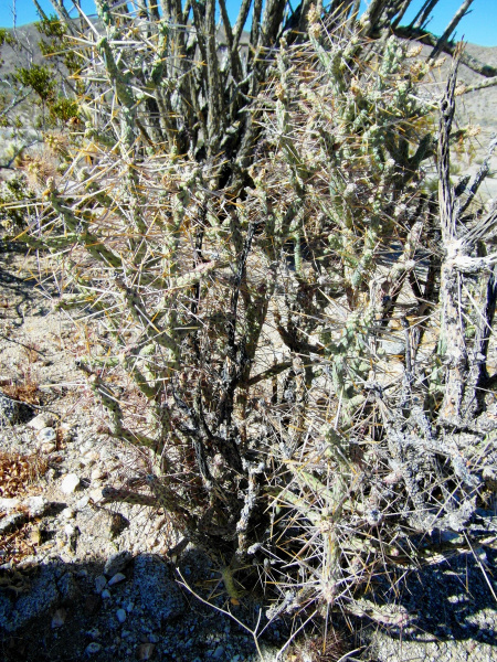 Файл:Cylindropuntia ramosissima 90.JPG