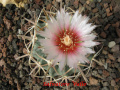 Echinocactus texensis 9.jpg