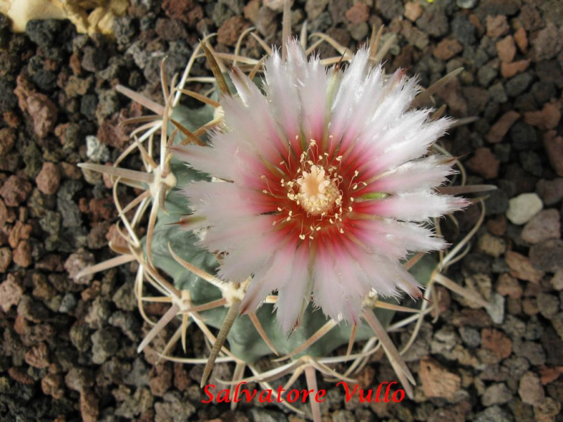 Файл:Echinocactus texensis 9.jpg