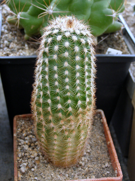 Файл:Echinocereus reichenbachii ssp. baileyi 6.JPG