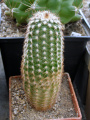 Echinocereus reichenbachii ssp. baileyi 6.JPG