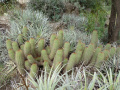 Echinopsis huascha ssp. huascha 4.JPG