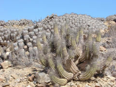 Eulychnia breviflora 2.jpg