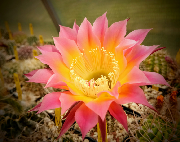 Файл:IMG 20190514 114623-EFFECTS.jpg