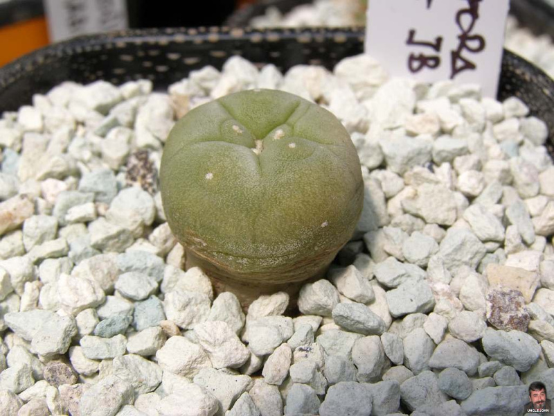 Файл:Lophophora diffusa JB 58.jpg