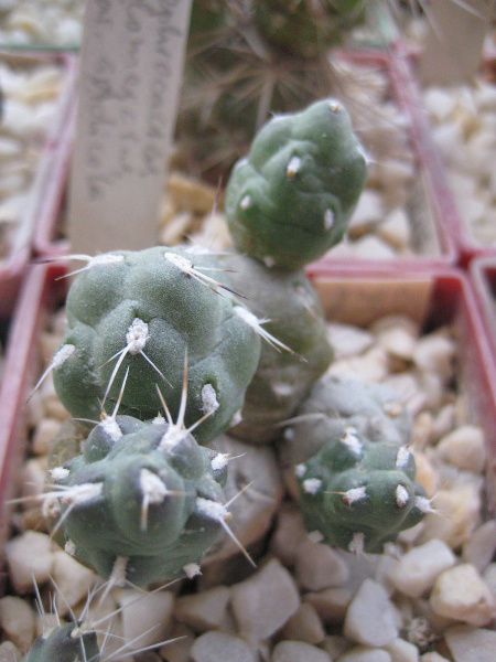 Файл:Maihueniopsis glomerata.jpg