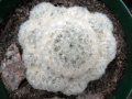 Mammillaria plumosa 7.jpg