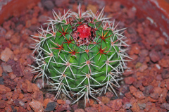 Melocactus pachyacanthus.JPG