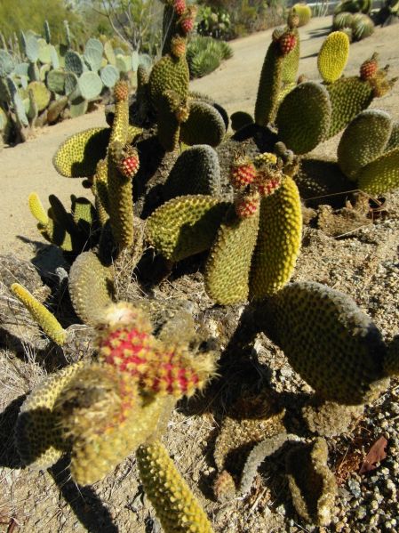 Файл:Opuntia microdasys 5.JPG