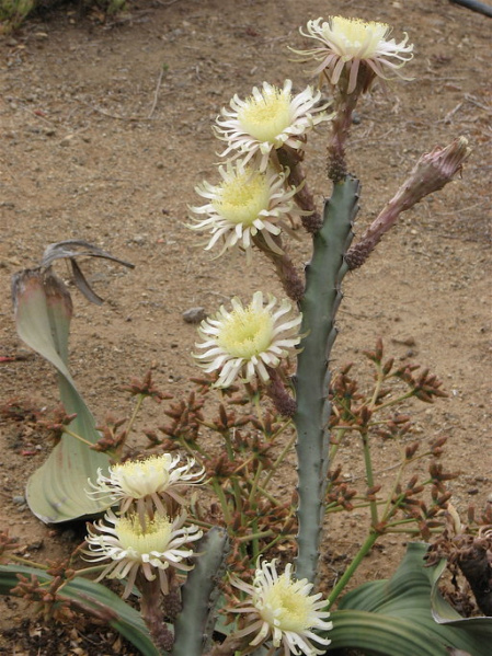 Файл:Peniocereus cuixmalensis.jpeg