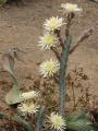 Peniocereus cuixmalensis