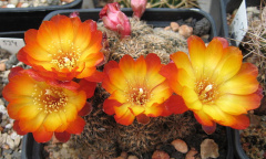 Rebutia krugerae.jpg