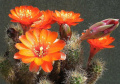 Rebutia steinmannii var. eucaliptana