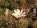 Turbinicarpus graminispinus 3.jpg