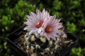 Turbinicarpus pseudomacrochele ssp. pseudomacrochele 4.jpg
