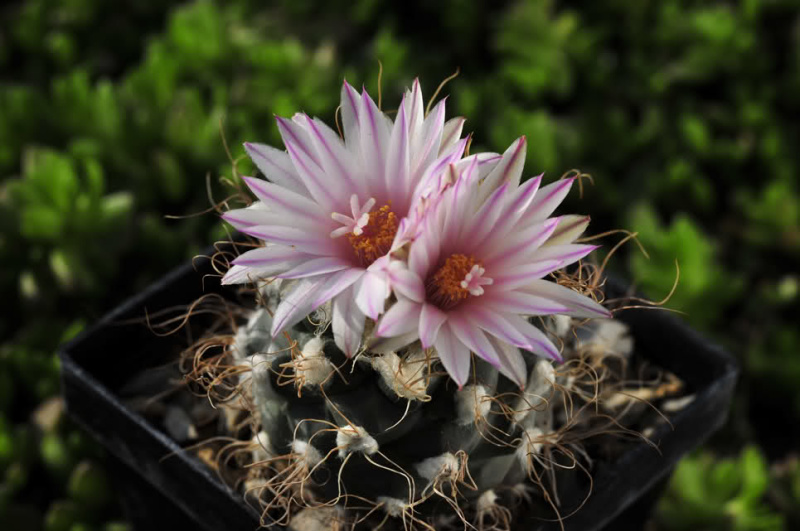 Файл:Turbinicarpus pseudomacrochele ssp. pseudomacrochele 4.jpg