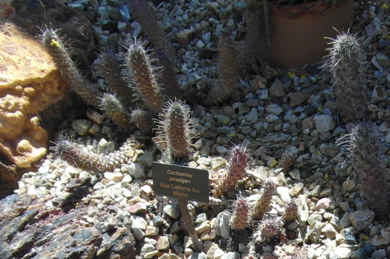 Файл:Cochemea poselgeri 72.JPG