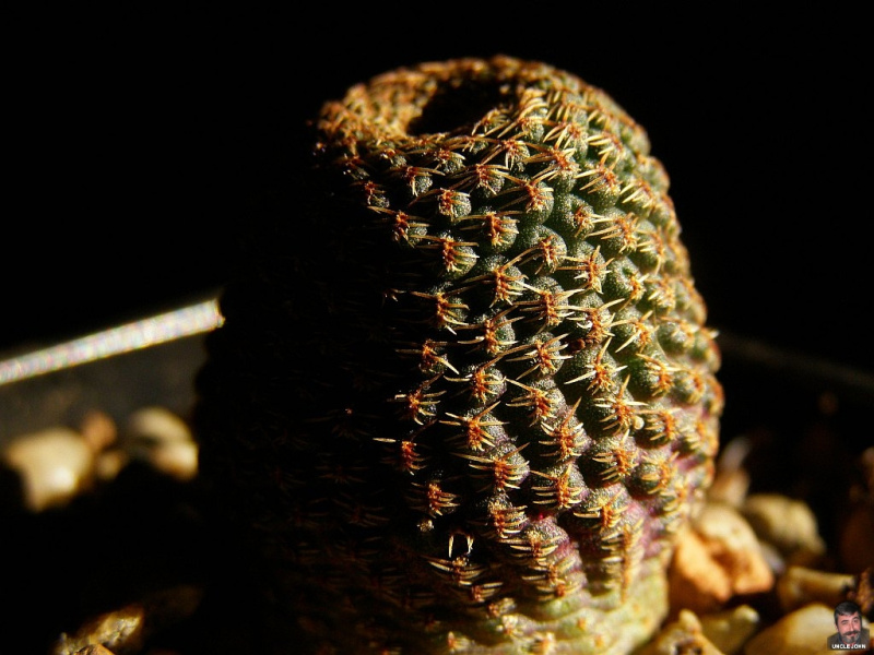 Файл:Echinopsis famatimensis.jpg