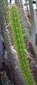Leptocereus ekmannii.jpg