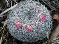 Mammillaria klissingiana 2.jpg