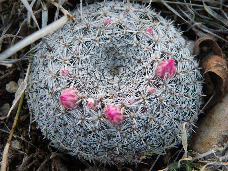 Файл:Mammillaria klissingiana 2.jpg
