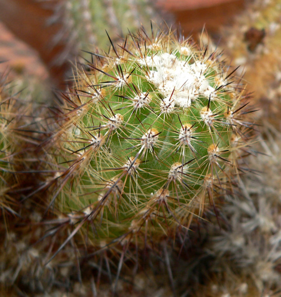 Файл:Mila lurinensis 2.jpg