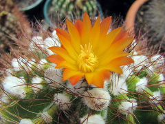 Notocactus horstii 10.jpg