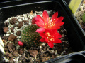 Rebutia muscula red flower.jpg