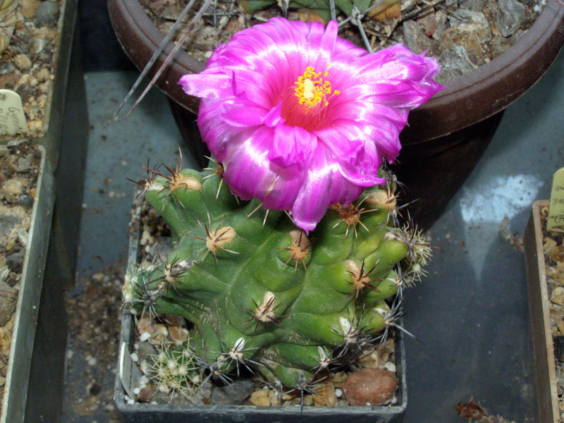 Файл:Thelocactus leucacanthus.JPG
