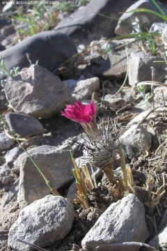 Turbinicarpus subterraneus ssp. subterraneus GM1012.jpg