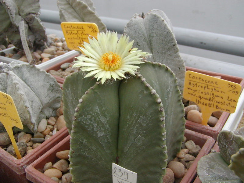 Файл:Astrophytum myriostigma 1.jpg