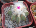 Aztekium hintonii 6.jpg
