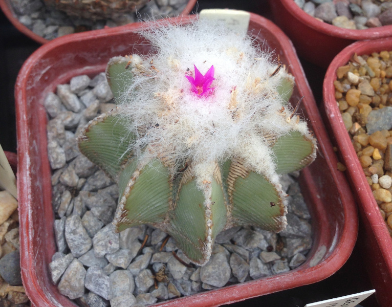 Файл:Aztekium hintonii 6.jpg