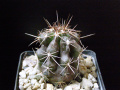 Copiapoa marginata
