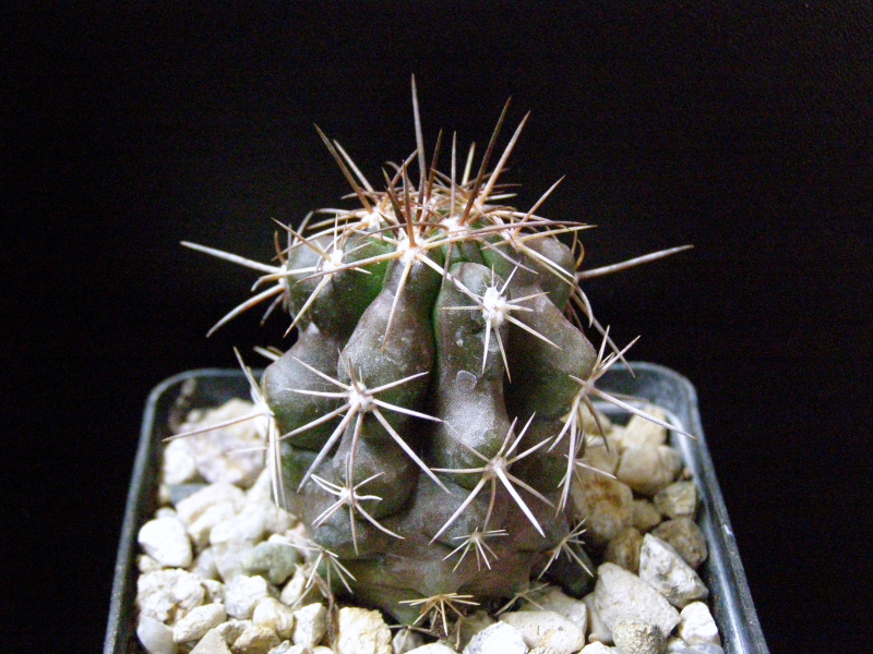 Файл:Copiapoa marginata.JPG