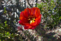 Cylindropuntia acanthocarpa 3.jpg