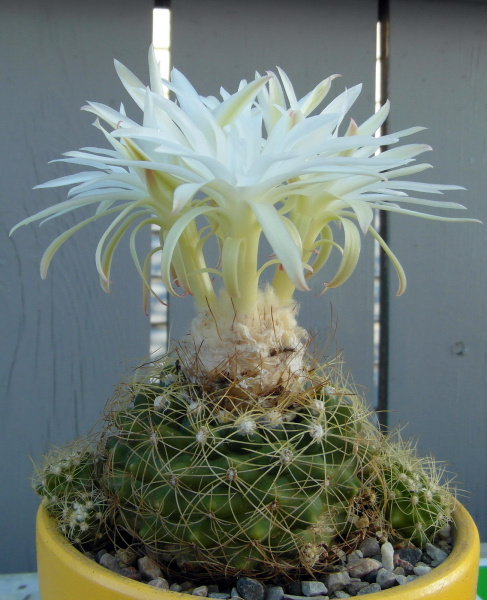 Файл:Discocactus zehntneri ssp. boomianus 1.jpg