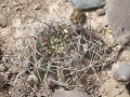 Echinopsis chrysantha 3.JPG