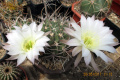 Echinopsis ferox 3.jpg