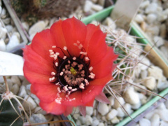 Echinopsis jajoana.jpg