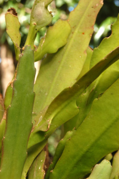 Epiphyllum lepidocarpum 3.jpg