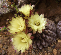 Eriosyce recondita 1.jpeg