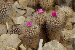 Eriosyce sociabilis.jpg