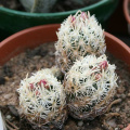 Escobaria minima 03.jpg
