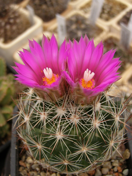 Файл:Escobaria vivipara21.jpg