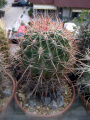 Ferocactus fordii ssp. fordii 2.JPG