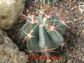 Ferocactus recurvus ssp. greenwoodii.jpg
