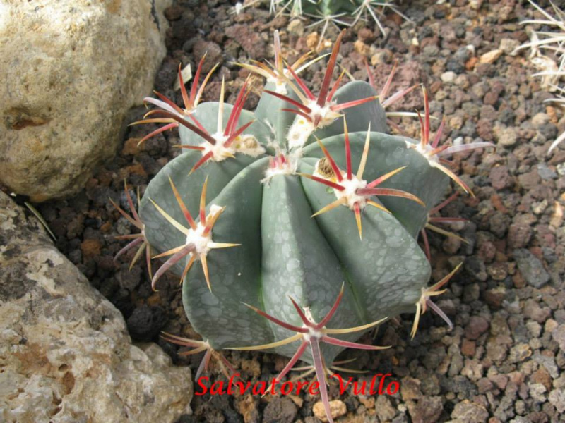 Файл:Ferocactus recurvus ssp. greenwoodii.jpg