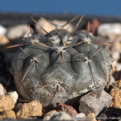 Gymnocalycium esperanzae 16905.jpg