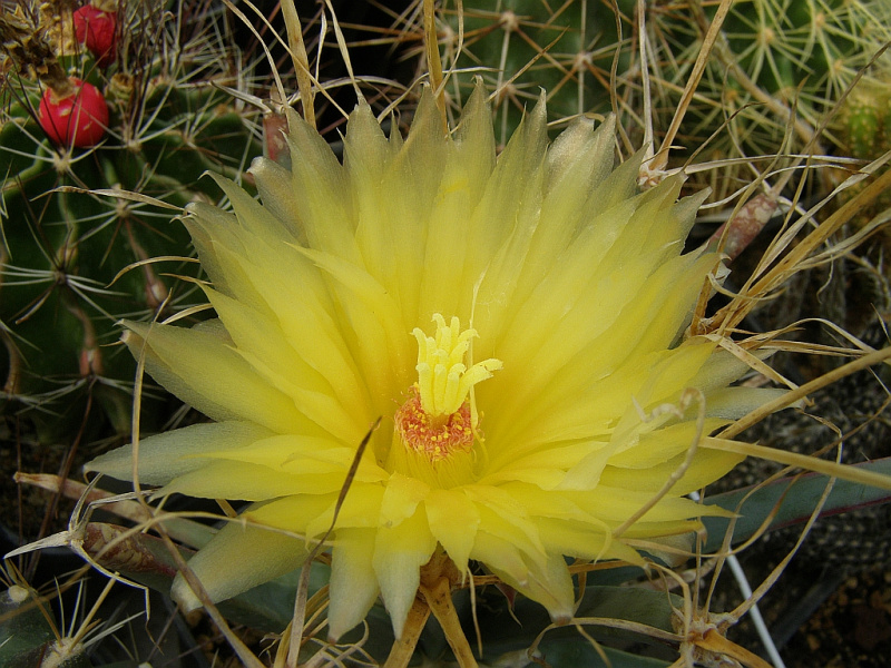 Файл:Leuchtenbergia principis 8.jpg